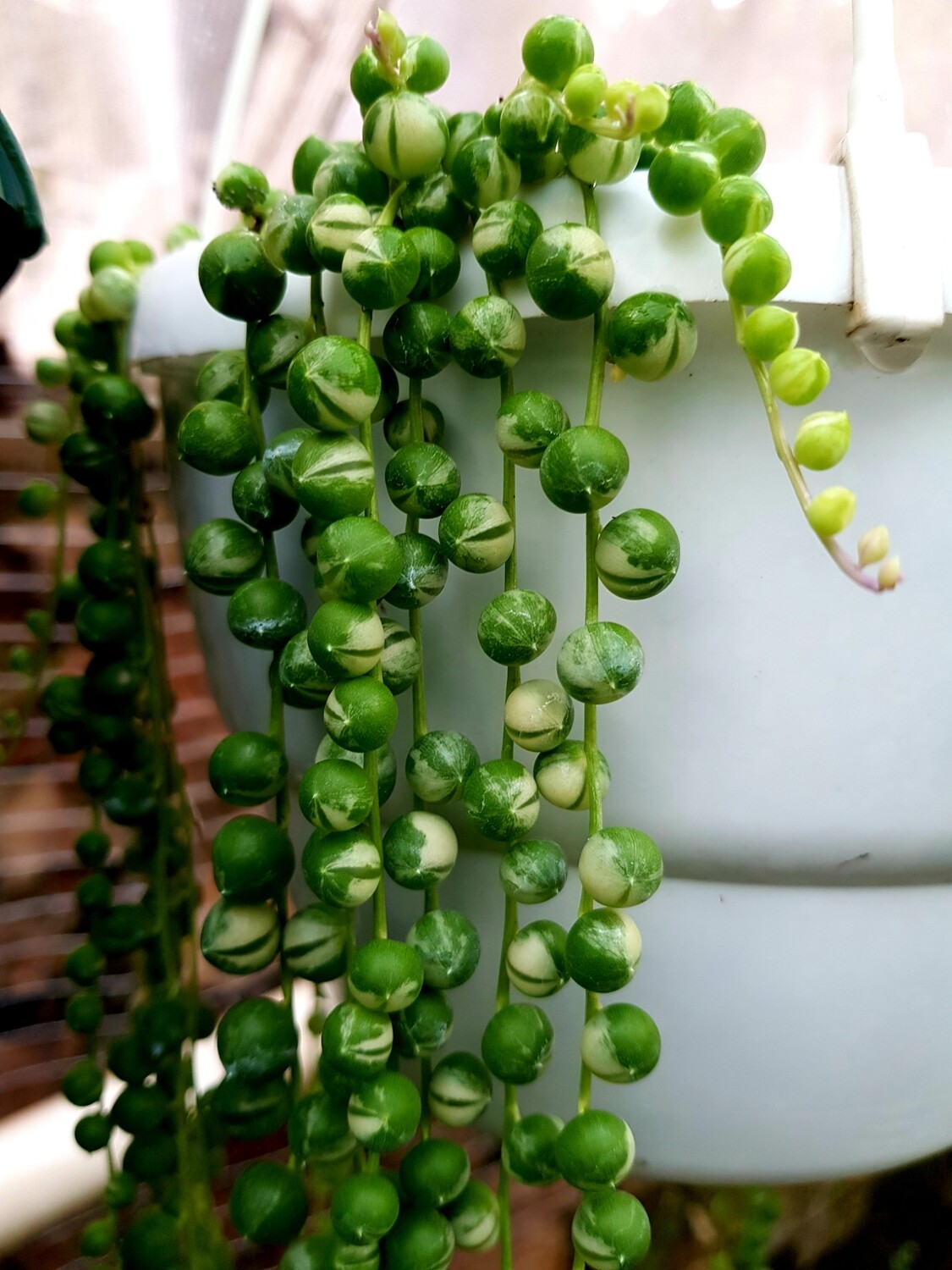 Variegated String of Pearls - Curio rowleyanus f. variegatus Variegated String of Pearls - Curio rowleyanus f. variegatus