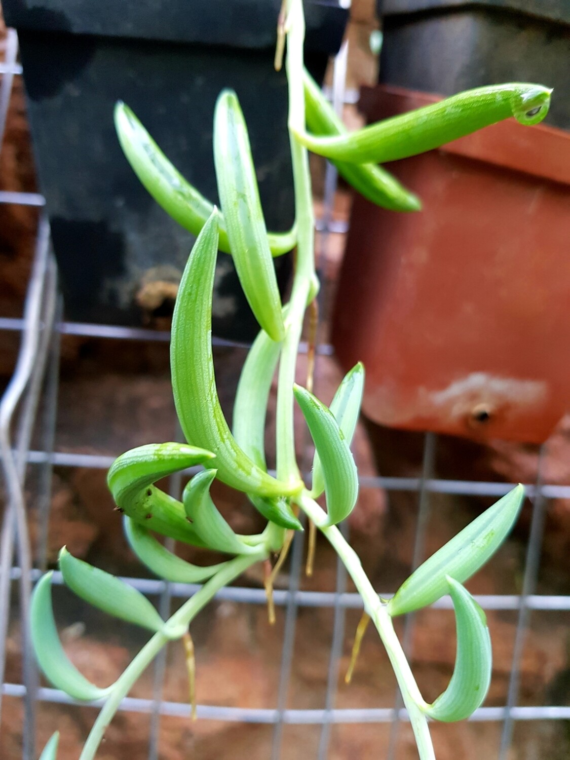 String of Fish Hooks