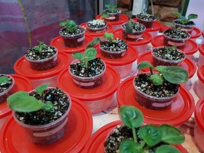 African Violet NOID Pink and Purple Starter Plant