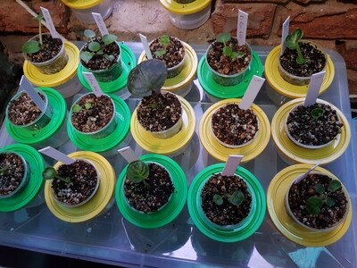 African Violet Barcelona Find Starter Plant