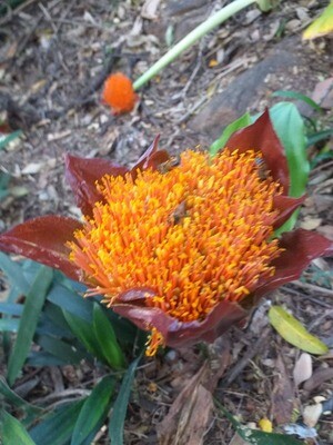 2 year old Scadoxus