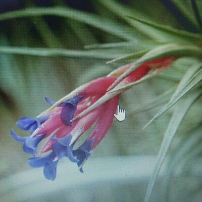 Tillandsia Aeranthos