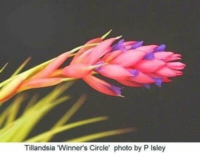 Tillandsia Aeranthos