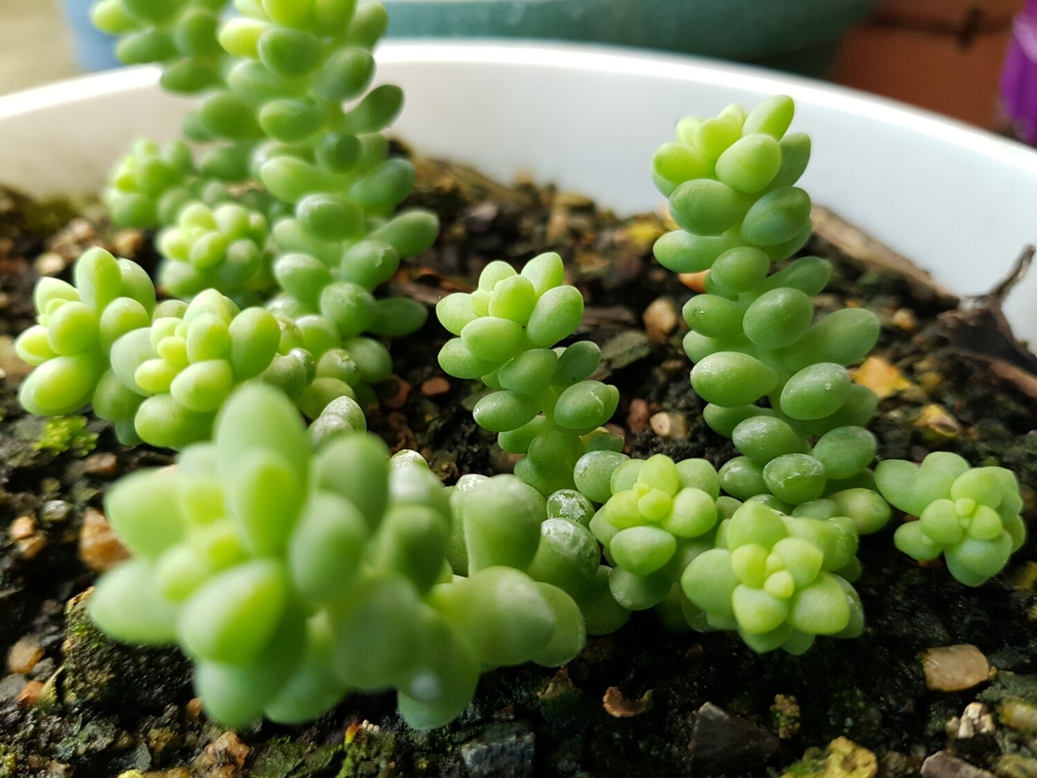 Burrow&#39;s Tail