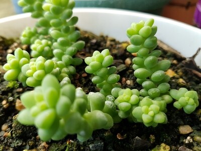 Burrow&#39;s Tail