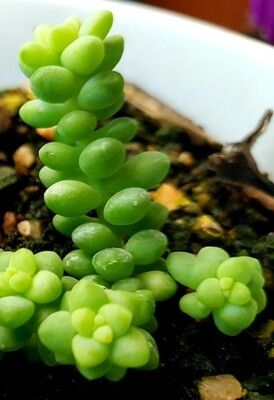 Burrow's Tail
