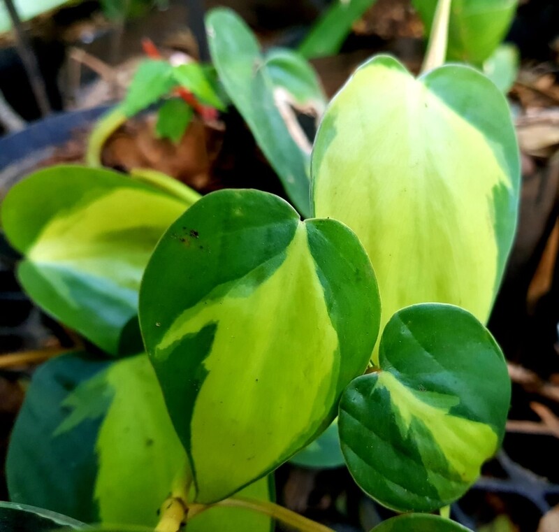 Philodendron Brazil