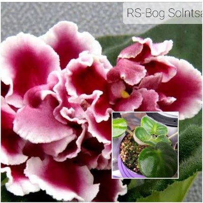 African Violet RS Bog Solntsa Starter Plant African Violet RS Bog Solntsa Starter Plant
