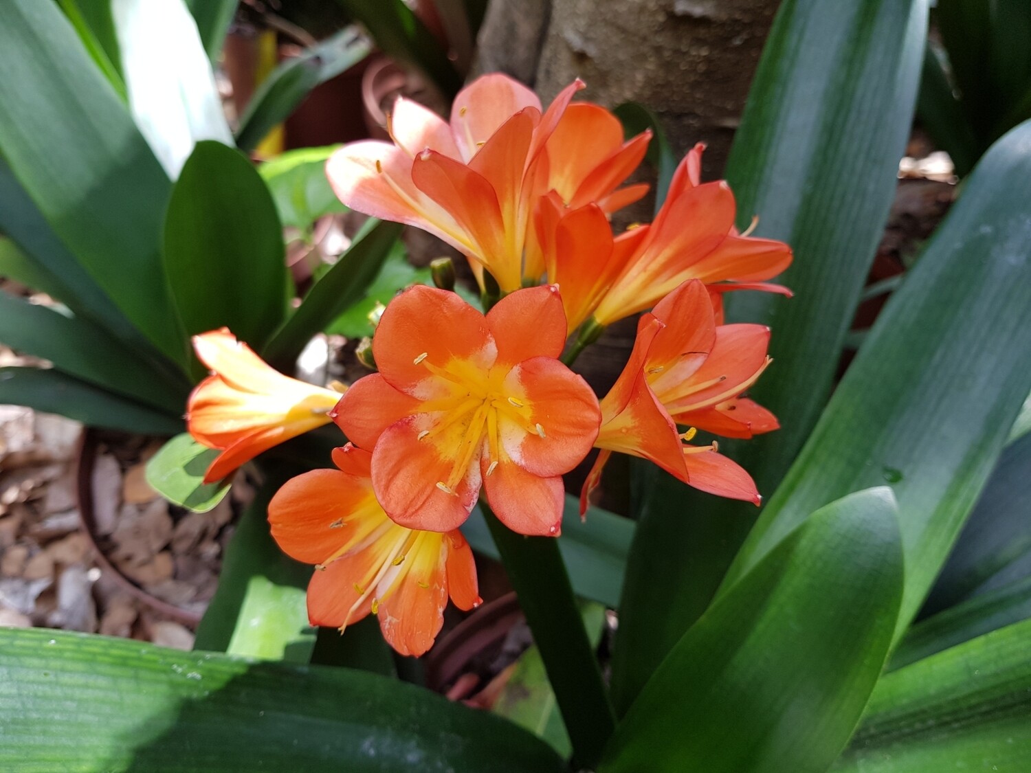 Clivia Miniata Broad leaf Belgium
