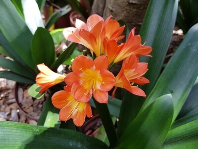 Clivia Miniata Broad leaf Belgium