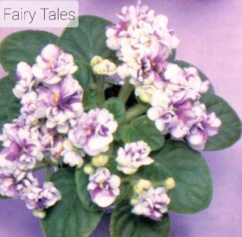 African Violet Fairy Tales (Miniature) Starter Plant