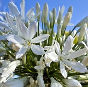Agapanthus Silver Baby