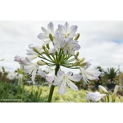 Agapanthus Silver Baby