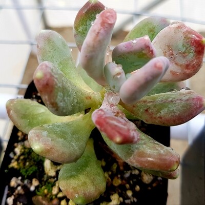 Pachyphytum Sugar Almond