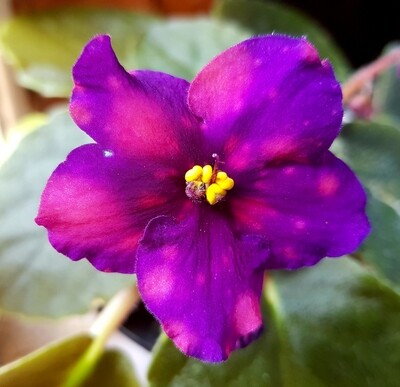 African Violet Bliznetsy Starter Plant African Violet Bliznetsy Starter Plant