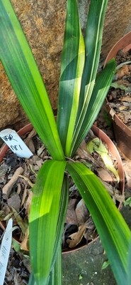 variegated Clivia 