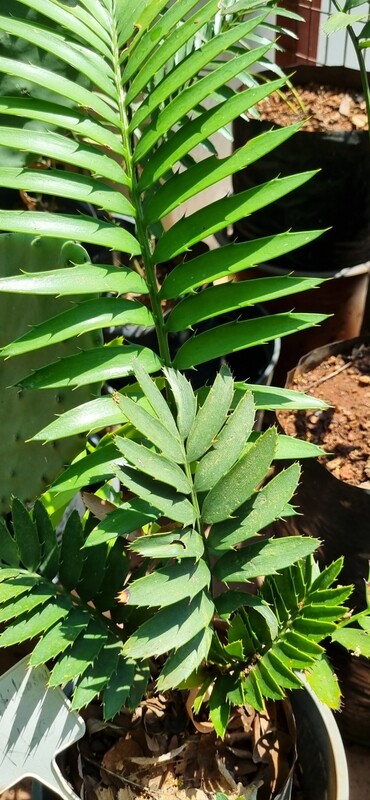 Cycad seedling Senticosus