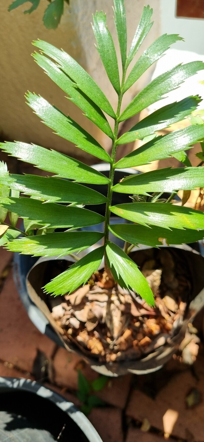 Cycad seedling Villosus