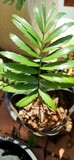 Cycad seedling Villosus