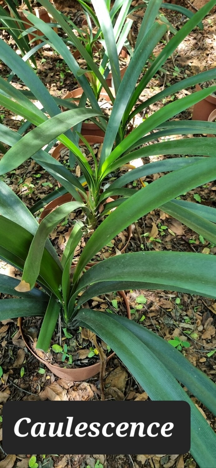Clivia Caulescence