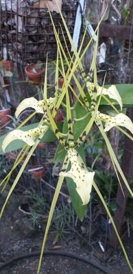 Brassia Rex Brassia Rex