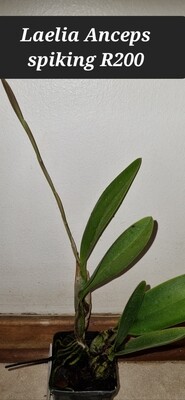 Laelia anceps