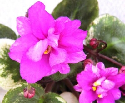 Afican Violets