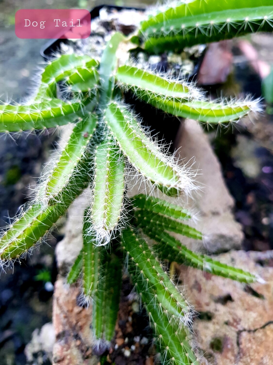 Dog Tail Cactus