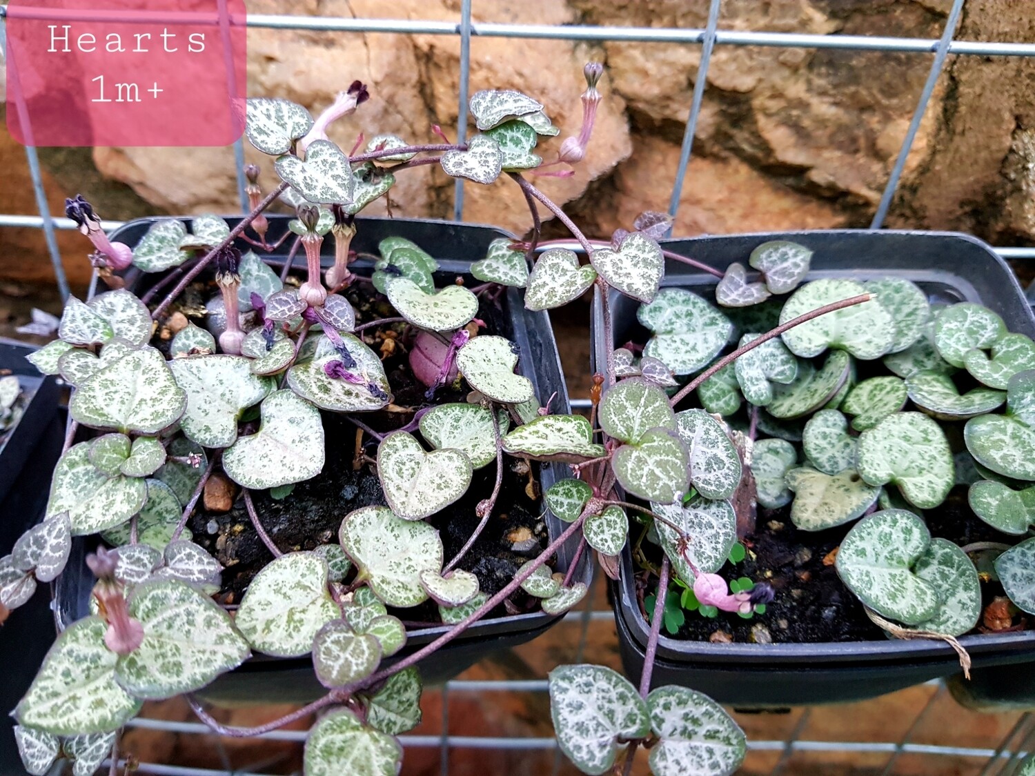 String of Hearts - Ceropegia woodii, Size: Small (1 strand)