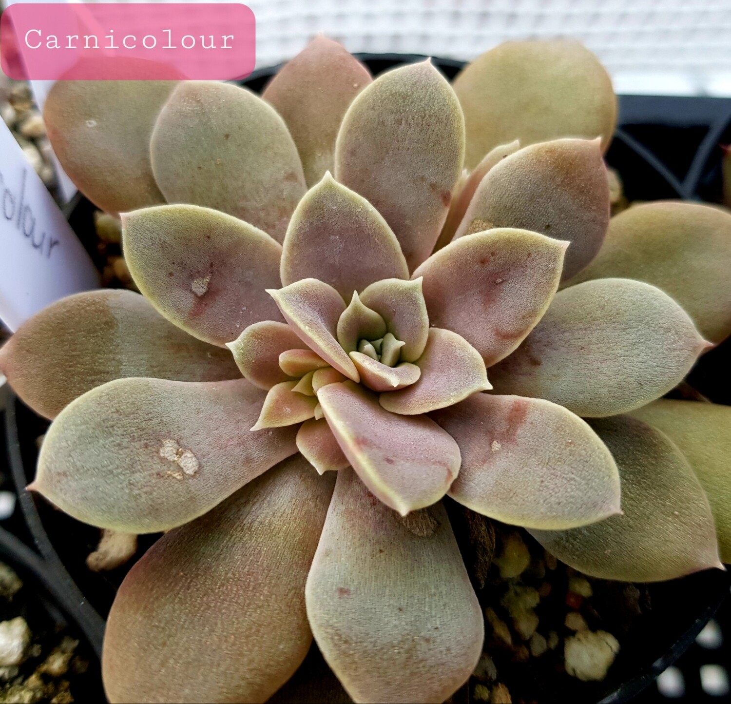 Echeveria Carnicolour Echeveria Carnicolour
