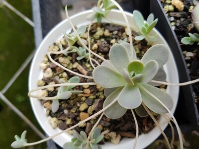 Chinese Dunce Cap – Orostachys iwarenge
