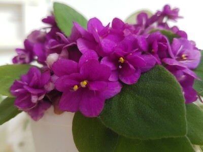 African Violet Foster Trail (Miniature Trailing) Starter Plant African Violet Foster Trail (Miniature Trailing) Starter Plant