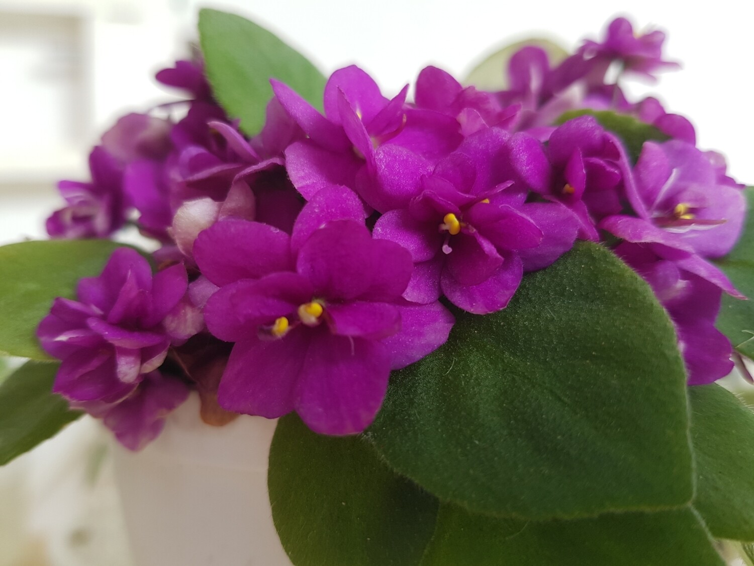 African Violet Foster Trail (Miniature Trailing) Starter Plant African Violet Foster Trail (Miniature Trailing) Starter Plant