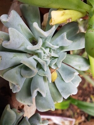 Echeveria Topsy Turvy