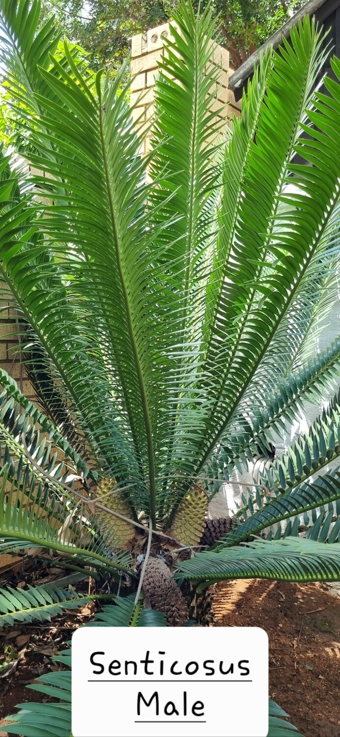 Encephalartos Senticosus S.A. nr 8
