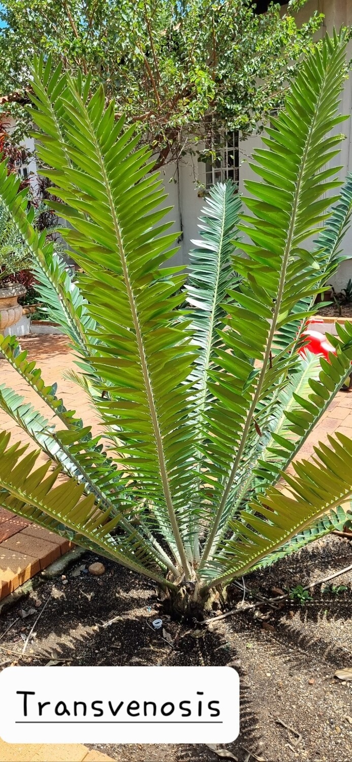 Encephalartos Transvenosus SA nr 13