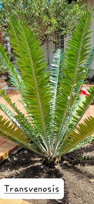 Encephalartos Transvenosus SA nr 13