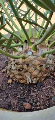 Encephalartos Trispenosis