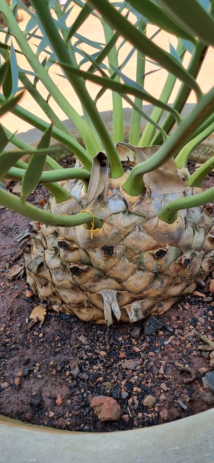 Encephalartos Trispenosis