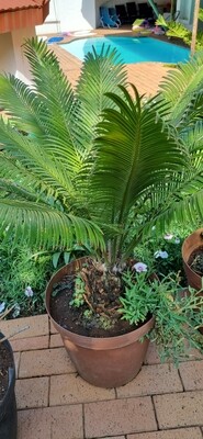 Cycas Rivoluta