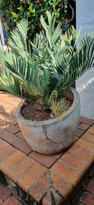 Encephalartos Cupidus