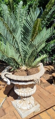 Encephalartos Nubimontanus