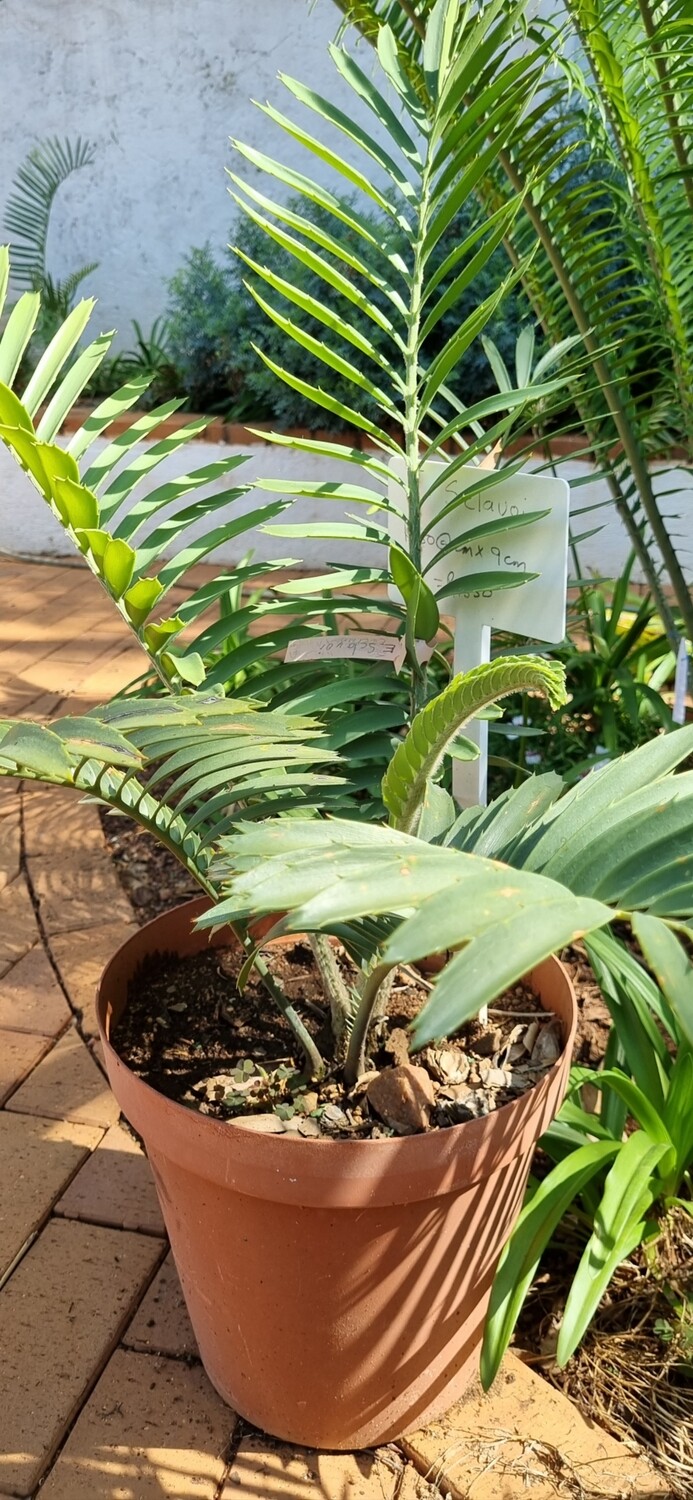 Encephalartos Sclavoi