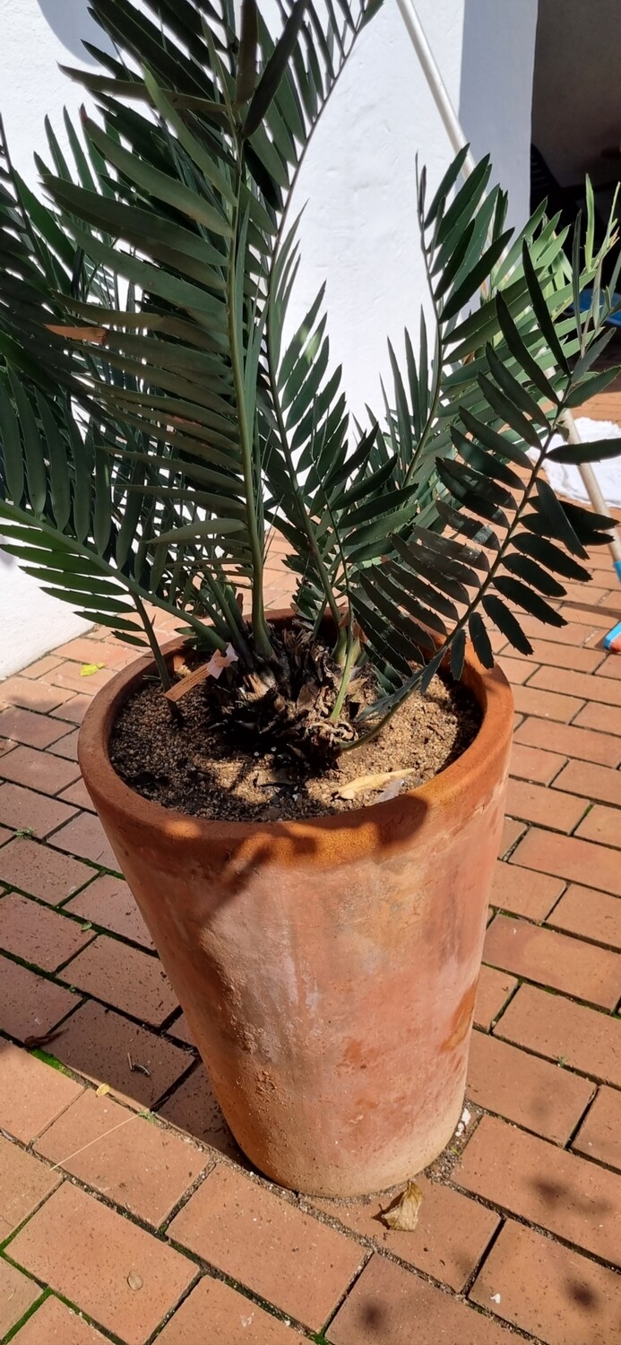 Encephalartos Turneri