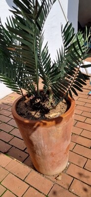 Encephalartos Turneri