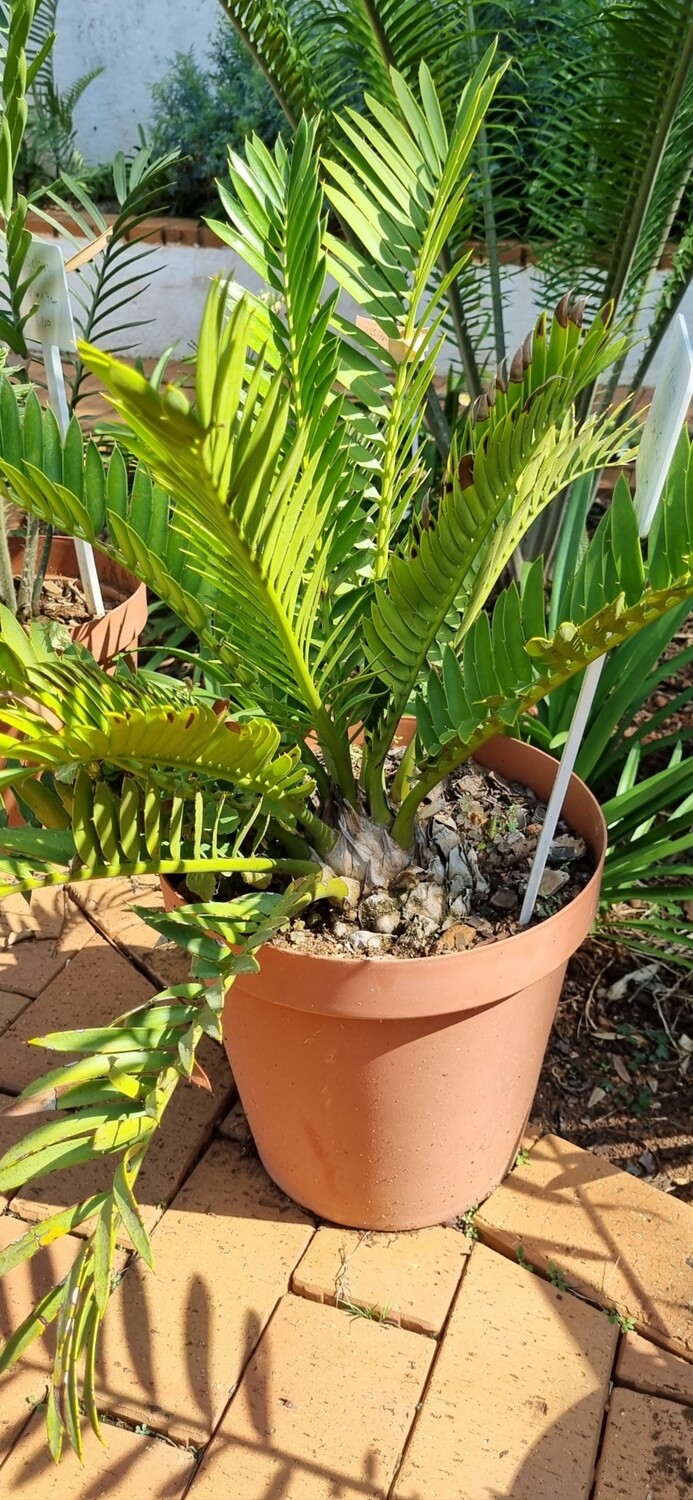 Encephalartos Altensteinii