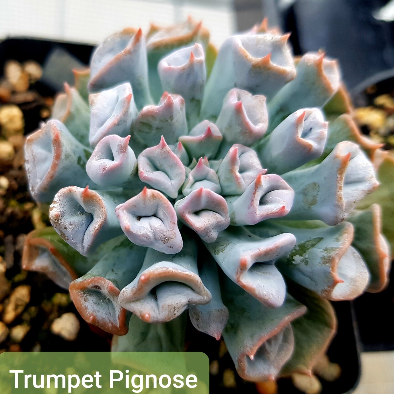 Echeveria Trumpet &#39;Pignose&#39;