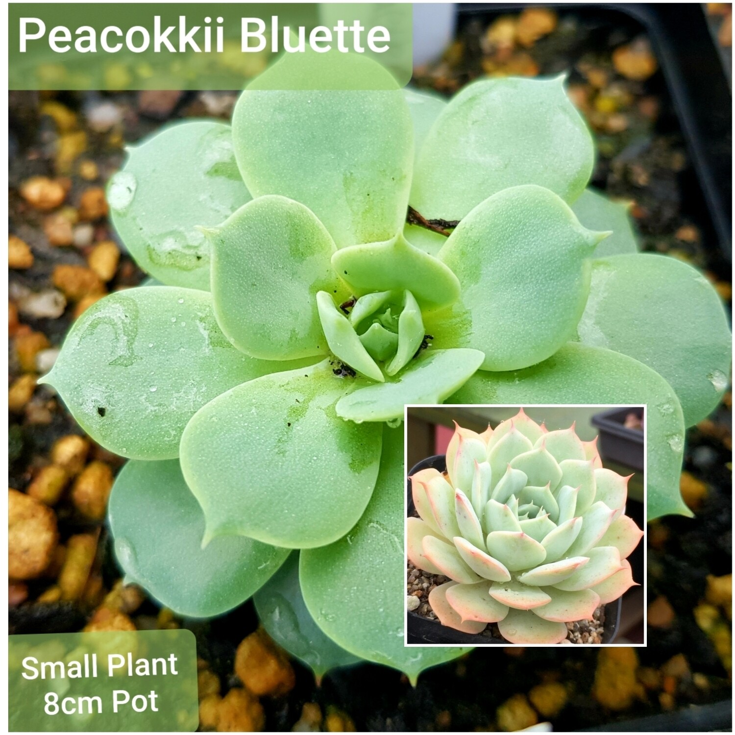 Echeveria Peacokkii Bluette