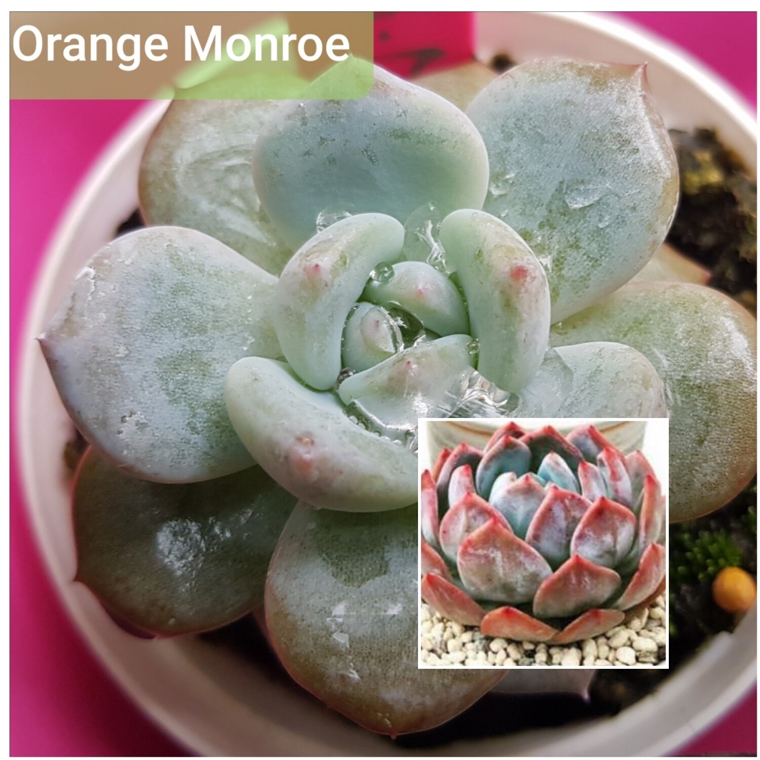 Echeveria Orange Monroe