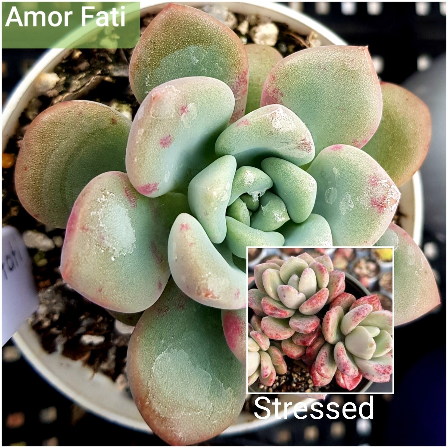 Echeveria Amor Fati Echeveria Amor Fati